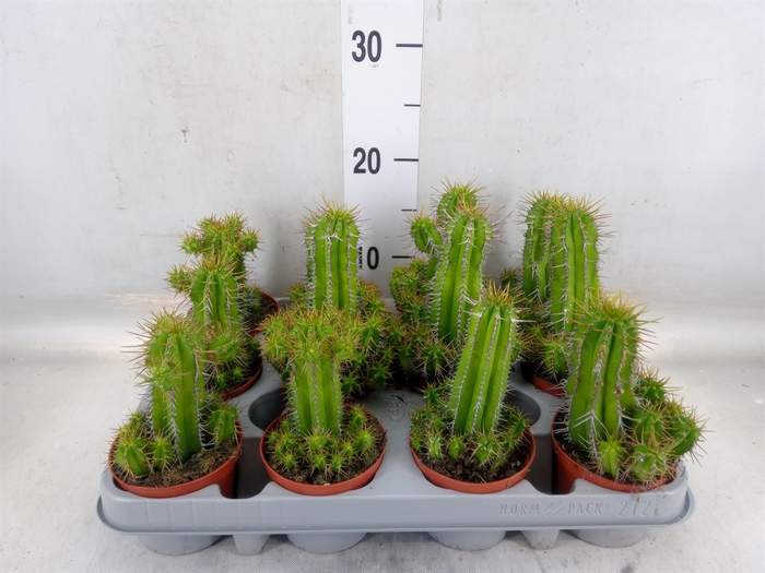 <h4>Euphorbia   ...</h4>