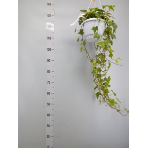 Hedera helix 'Goldchild'