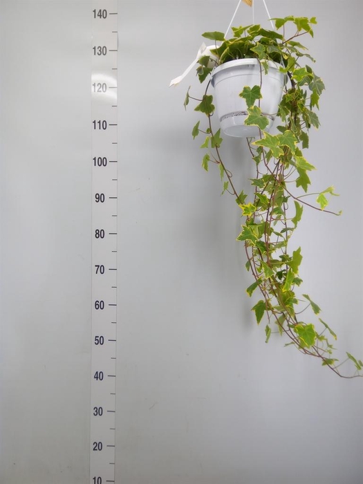 <h4>Hedera helix 'Goldchild'</h4>