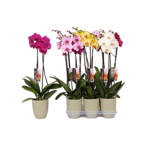 Phalaenopsis mix, 2-spike Green Ceramics