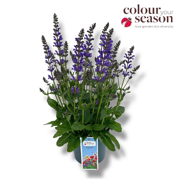 <h4>Salvia 'Midnight model'</h4>