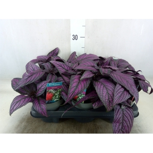 Strobilanthes