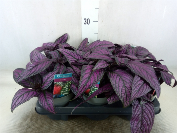 <h4>Strobilanthes</h4>