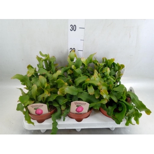 Epiphyllum guatem. var. monstrosa