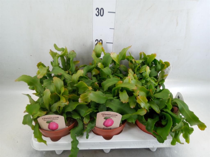 <h4>Epiphyllum guatem. var. monstrosa</h4>