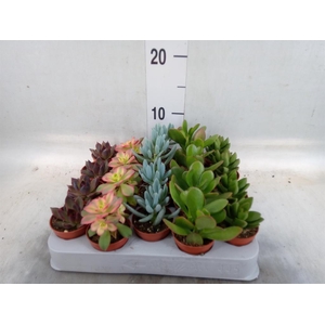 Succulents   ...mix 5