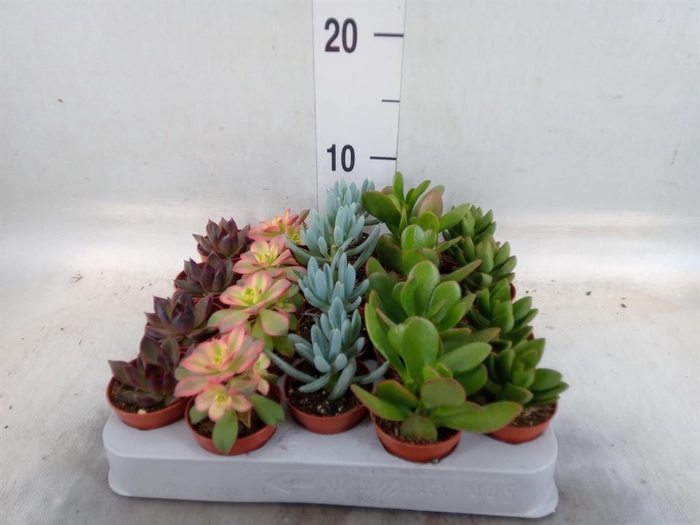<h4>Succulents   ...mix 5</h4>