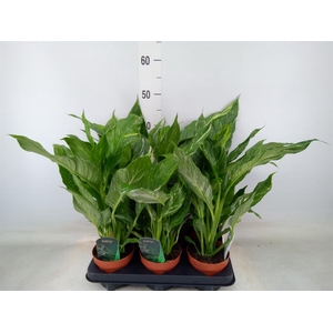 Spathiphyllum  'Diamond'