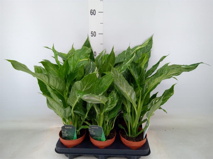 <h4>Spathiphyllum  'Diamond'</h4>