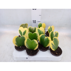 Hoya kerrii
