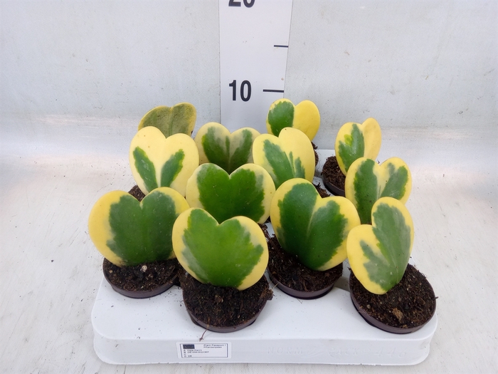 <h4>Hoya kerrii</h4>