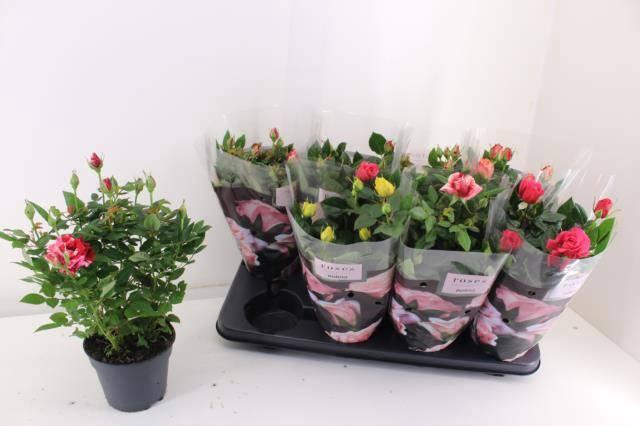 <h4>RO PATHIT GEM 4 SRT</h4>