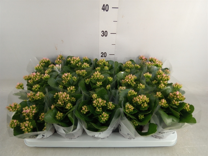 <h4>Kalanchoe  'Claraq2'</h4>