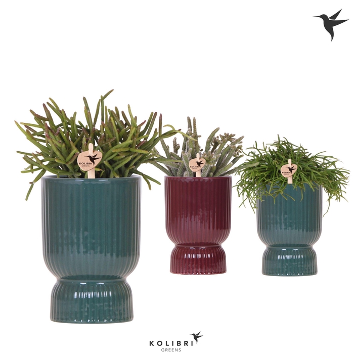 <h4>Kolibri Greens Rhipsalis mix in Diabolo pot green mix</h4>