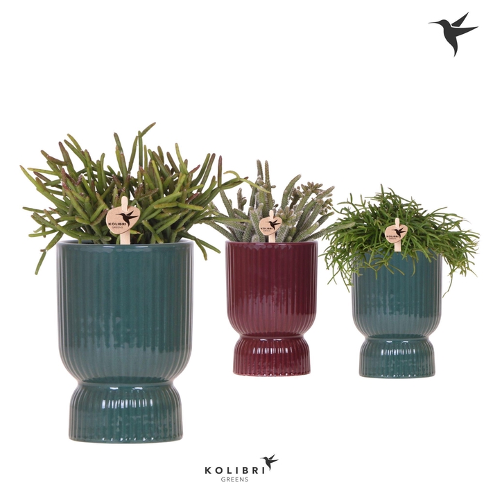 <h4>Kolibri Greens Rhipsalis mix in Diabolo pot green mix</h4>