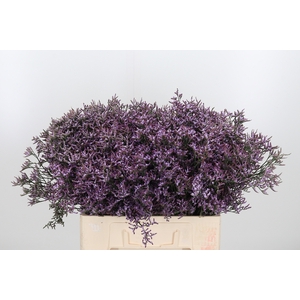 Limon Safora Lilac