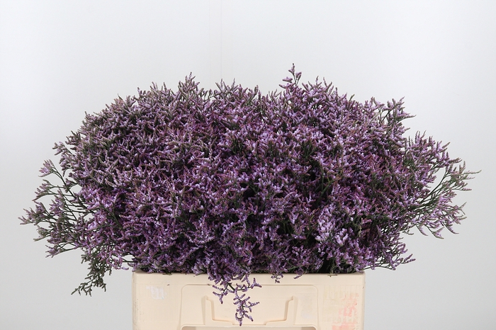 <h4>Limon Safora Lilac</h4>
