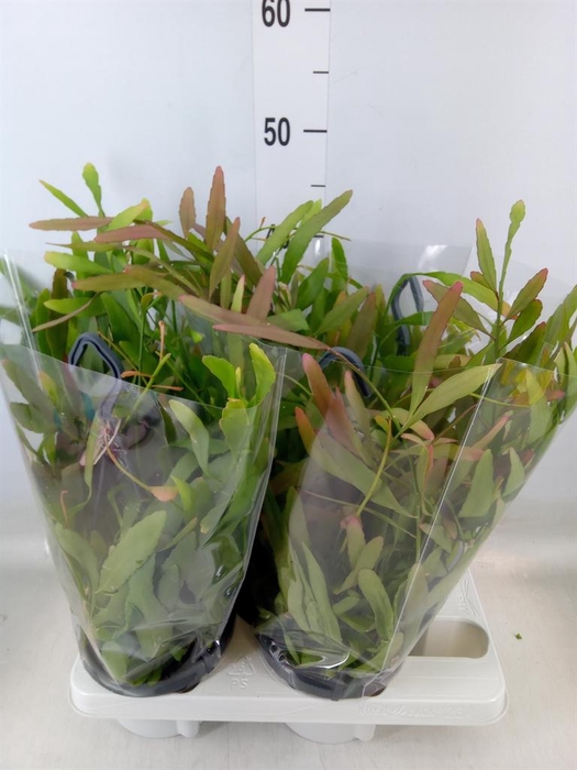 <h4>Rhipsalis   ...</h4>