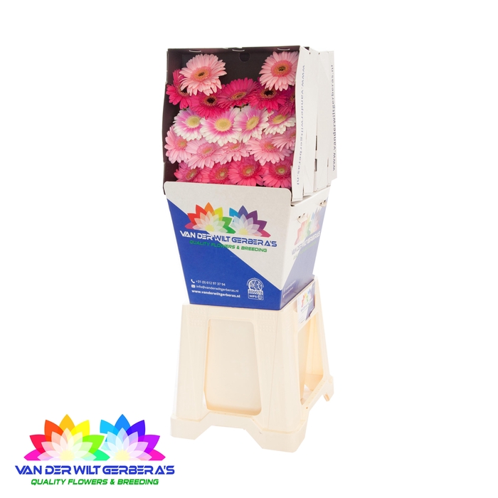 <h4>Germini mix Pink Diamond</h4>