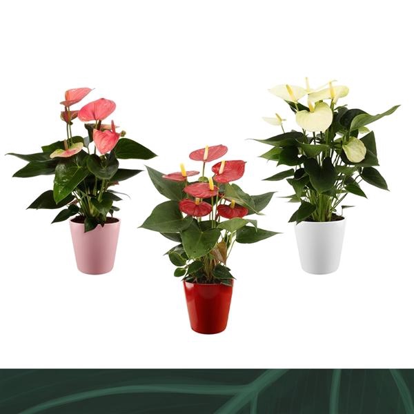 <h4>Anthurium Andreanum Grp gemengd 3 kleuren</h4>