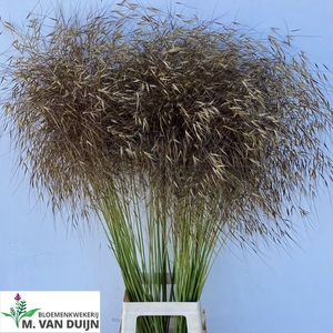 STIPA GIGANTEA