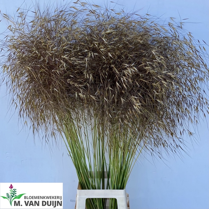 <h4>STIPA GIGANTEA</h4>