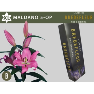 LI OT MALDANO SUPRA  QUALITY BOX