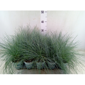 Festuca glauca 'Compacta Blue'