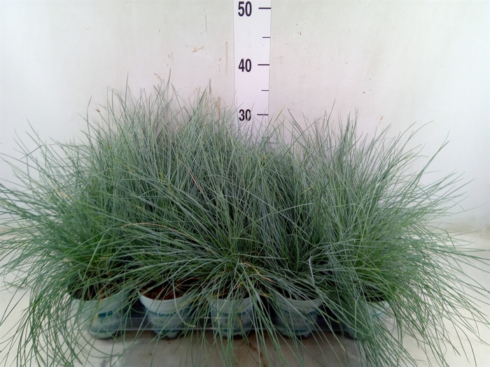<h4>Festuca glauca 'Compacta Blue'</h4>