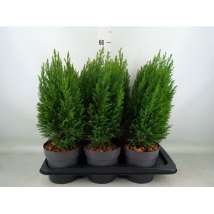Chamaecyparis laws. 'Ellwoodii'