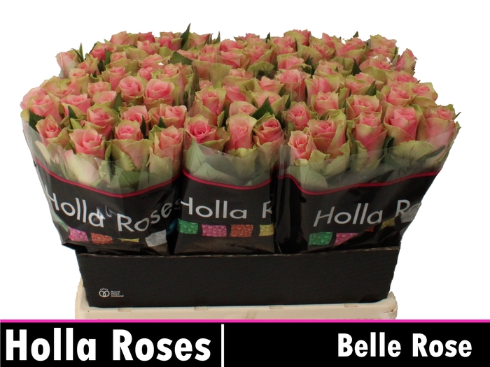 <h4>R GR BELLE ROSE</h4>