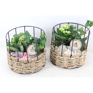 arr2 PL - Draadmand x6 - roze/wit