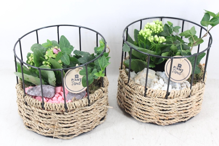 <h4>arr2 PL - Draadmand x6 - roze/wit</h4>