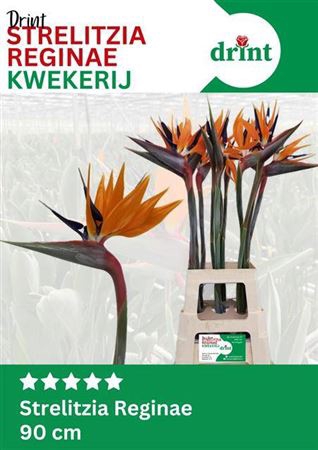<h4>Strel Reginae Bloem Super</h4>