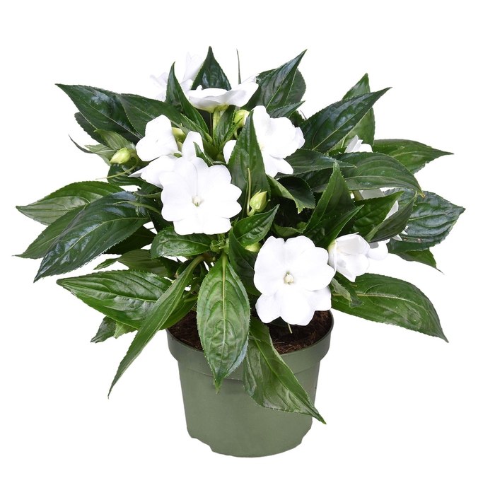 <h4>Impatiens New Guinea WIT</h4>