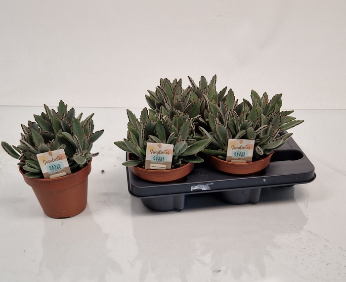 <h4>KALANCHOE TOMENTOSA</h4>