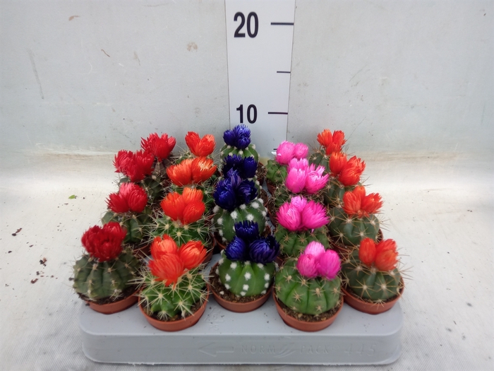 <h4>Cactus   ...decorated</h4>