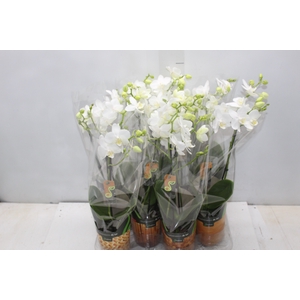 PHALAENOPSIS MINI P09 BRANCO 2 HT