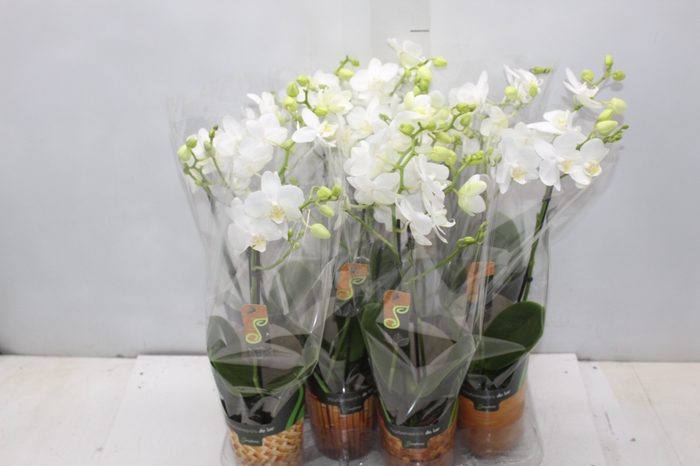 <h4>PHALAENOPSIS MINI P09 BRANCO 2 HT</h4>