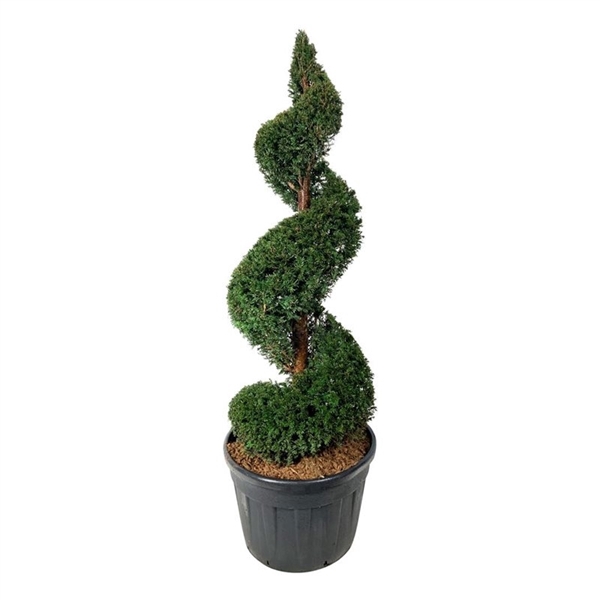 <h4>Taxus baccata</h4>