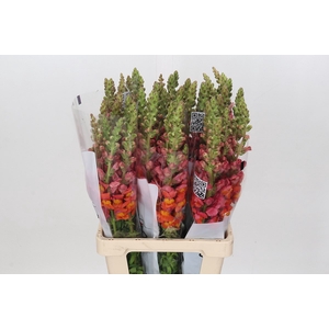 ANTIR POTO ORANGE LIGHT