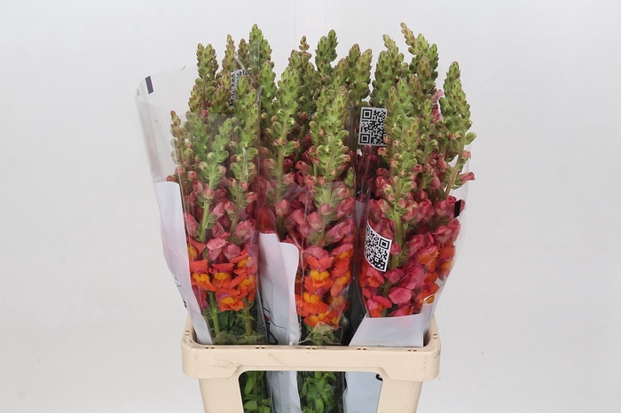 <h4>ANTIR POTOMAC LIGHT ORANGE</h4>