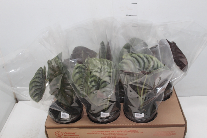 <h4>ALOCASIA CUPREA P15</h4>