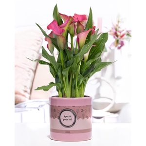 Zantedeschia pink in P&P cadeau concept: SPECIAL POUR TOI!