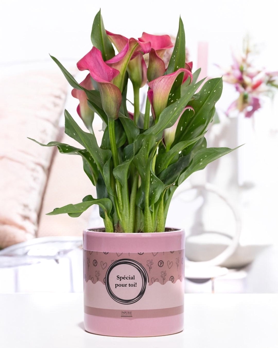 <h4>Zantedeschia pink in P&P cadeau concept: SPECIAL POUR TOI!</h4>
