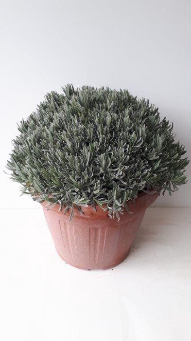 <h4>Lavandula angus.</h4>