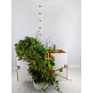Hedera helix 'Anna'