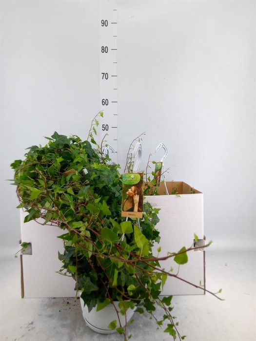 <h4>Hedera helix 'Anna'</h4>