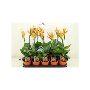 Strelitzia Artificial Flower