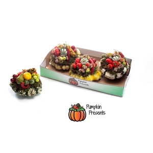 CUCURBITA PEPO